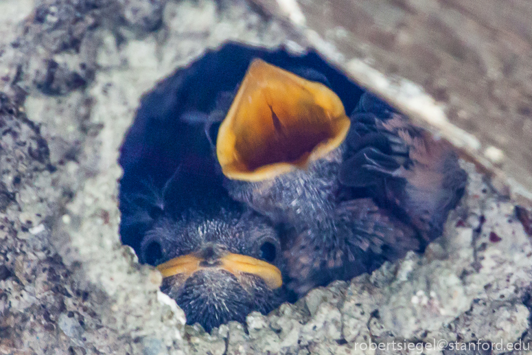 baby swallows